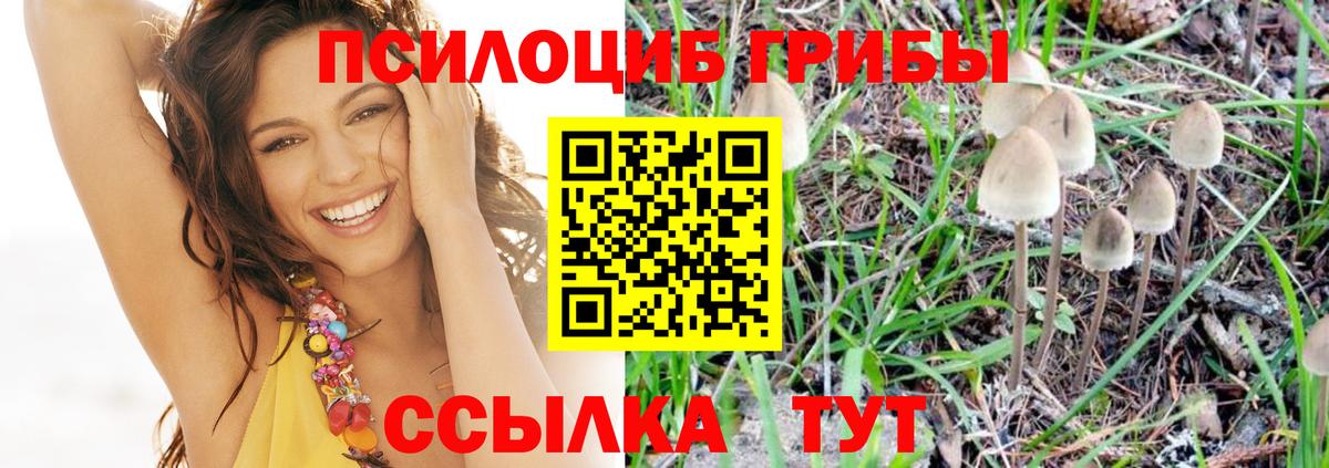 Мичуринск  Псилоцибиновые грибы MAGIC MUSHROOMS  Вход с VPN 